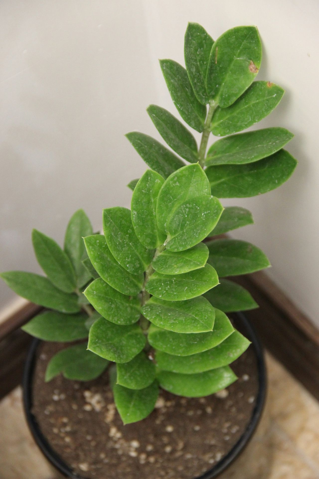a small green plant in a black pot
