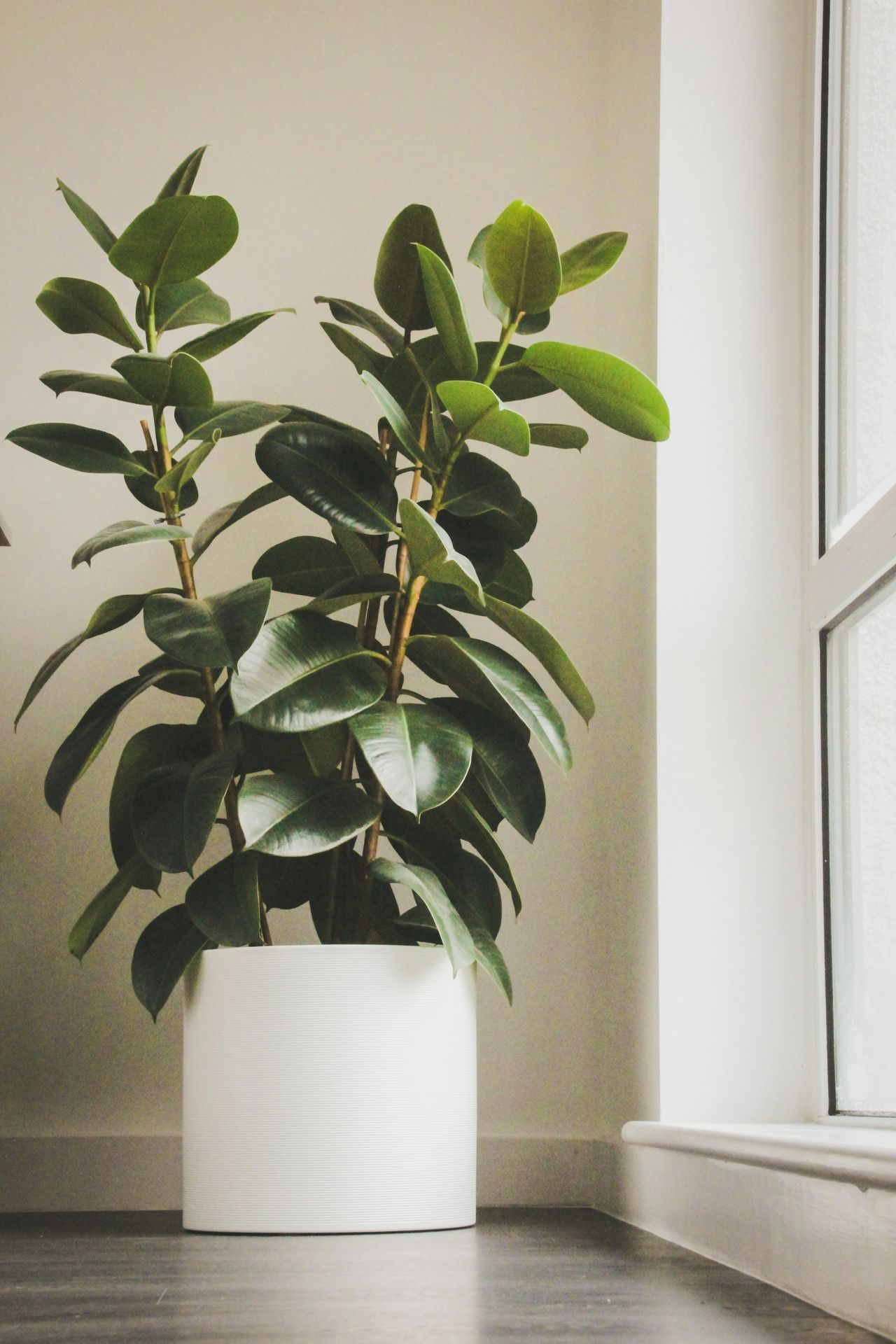 a potted plant sitting on top of a wooden floor