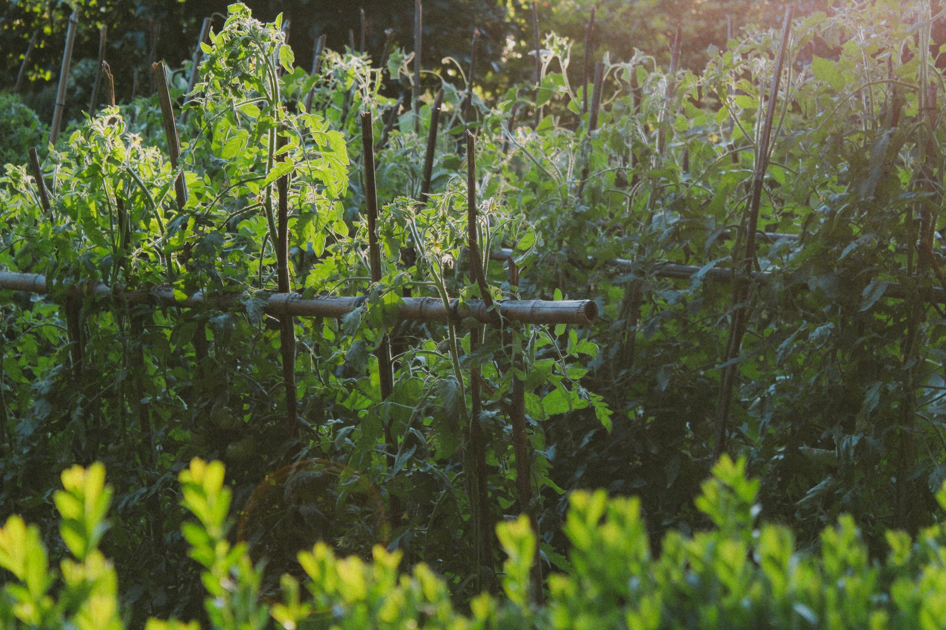 green plant near brown wooden fence during daytime