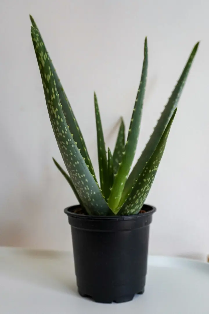 a plant in a pot
