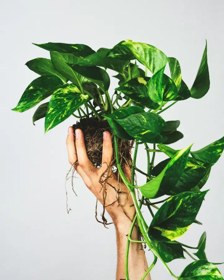 woman holding green leaves during daytime