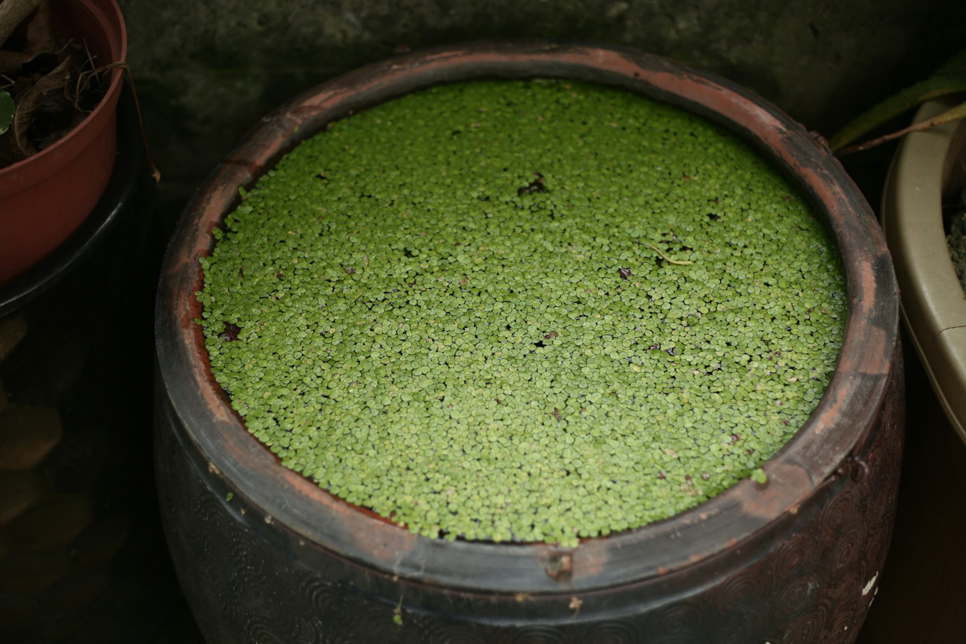 a green bowl of green food