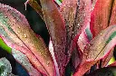 unsplash_rNHUbInvFkU_ti plant.webp.jpg.jpg