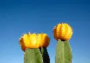 unsplash_2yya8rgPWKg_moon cactus.webp