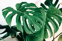 unsplash_zcVArTF8Frs_Monstera deliciosa.webp