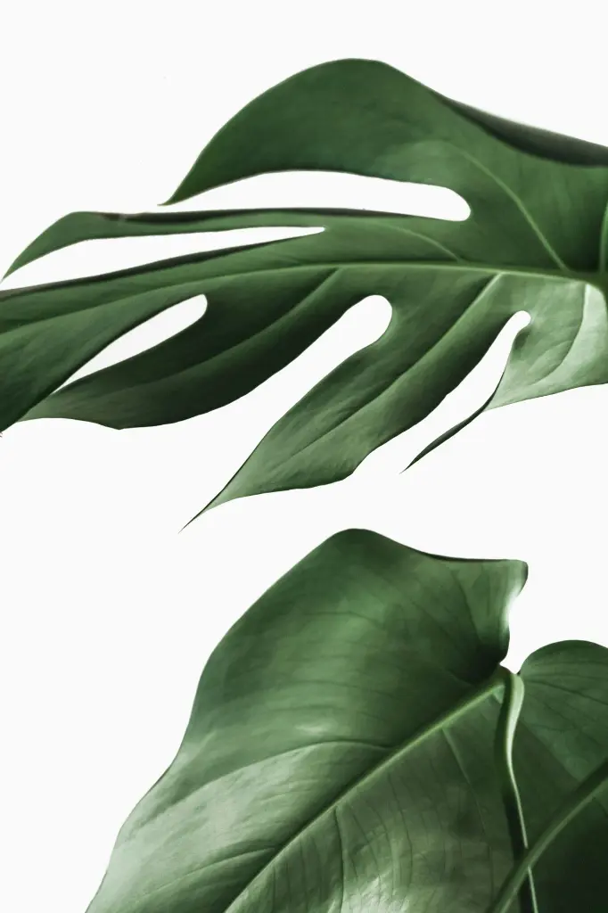 unsplash_jt7z4CPEjEI_Monstera deliciosa.webp.jpg