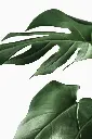 unsplash_jt7z4CPEjEI_Monstera deliciosa.webp.jpg