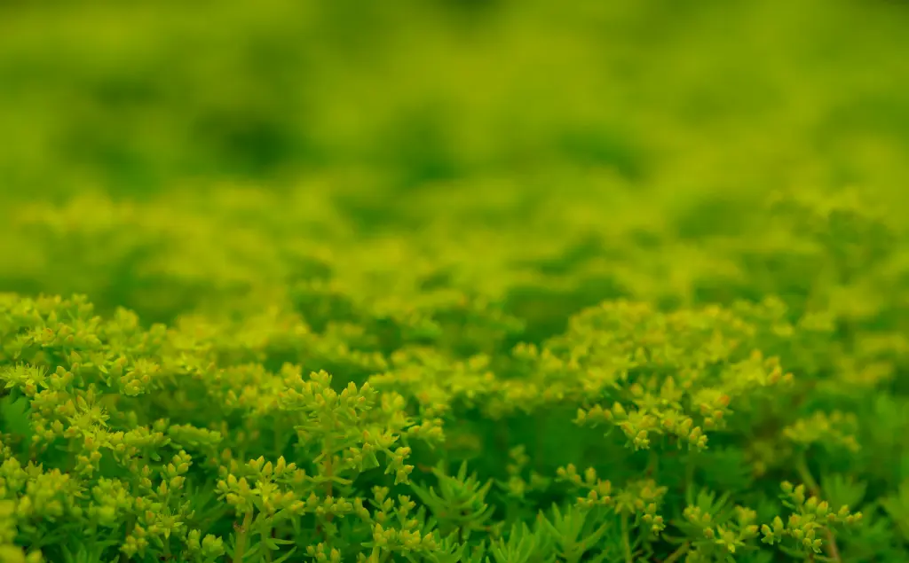 unsplash_NTifOi7NsIY_sedum .webp