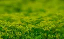 unsplash_NTifOi7NsIY_sedum .webp