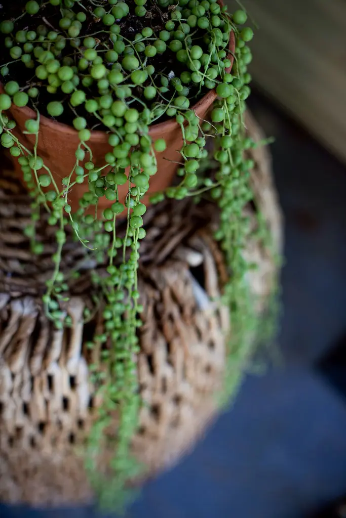 unsplash_tRU_e2bsFuI_STRING OF PEARLS.webp