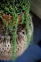 unsplash_tRU_e2bsFuI_STRING OF PEARLS.webp