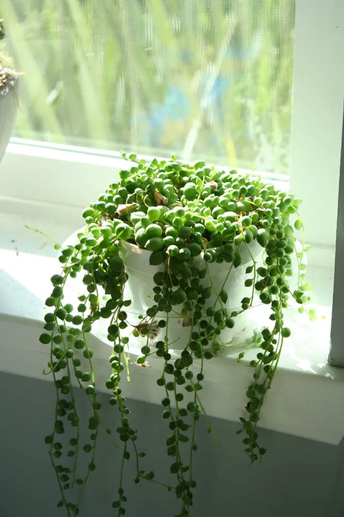unsplash_kVuW2Y40q1c_STRING OF PEARLS.webp.jpg