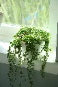 unsplash_kVuW2Y40q1c_STRING OF PEARLS.webp.jpg