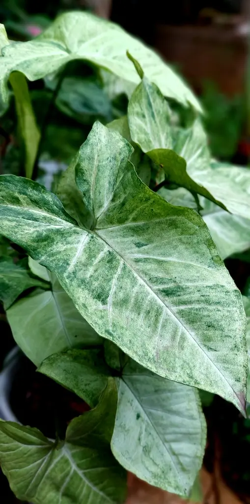unsplash_KCiSp1lw-l0_SYNGONIUM.webp