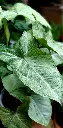 unsplash_KCiSp1lw-l0_SYNGONIUM.webp