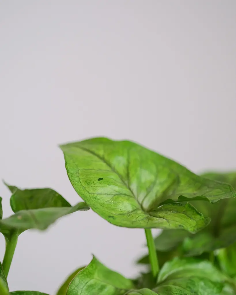 unsplash_zv7t6nU_FG0_SYNGONIUM.webp.jpg