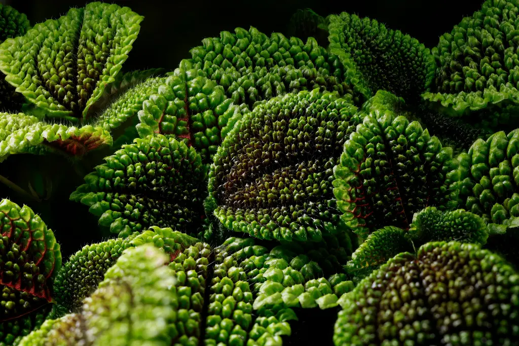 unsplash_kniAQVnAmZQ_pilea moon valley.webp