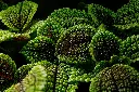 unsplash_kniAQVnAmZQ_pilea moon valley.webp