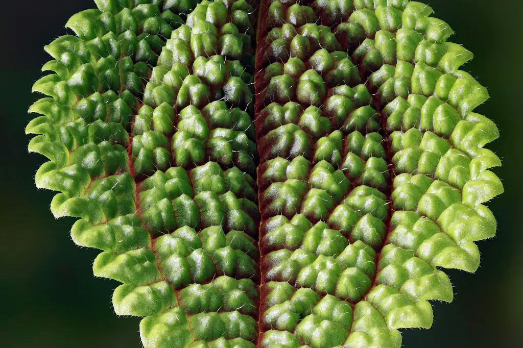 unsplash_nbis13czp9U_pilea moon valley.webp.jpg