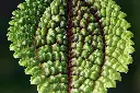 unsplash_nbis13czp9U_pilea moon valley.webp.jpg