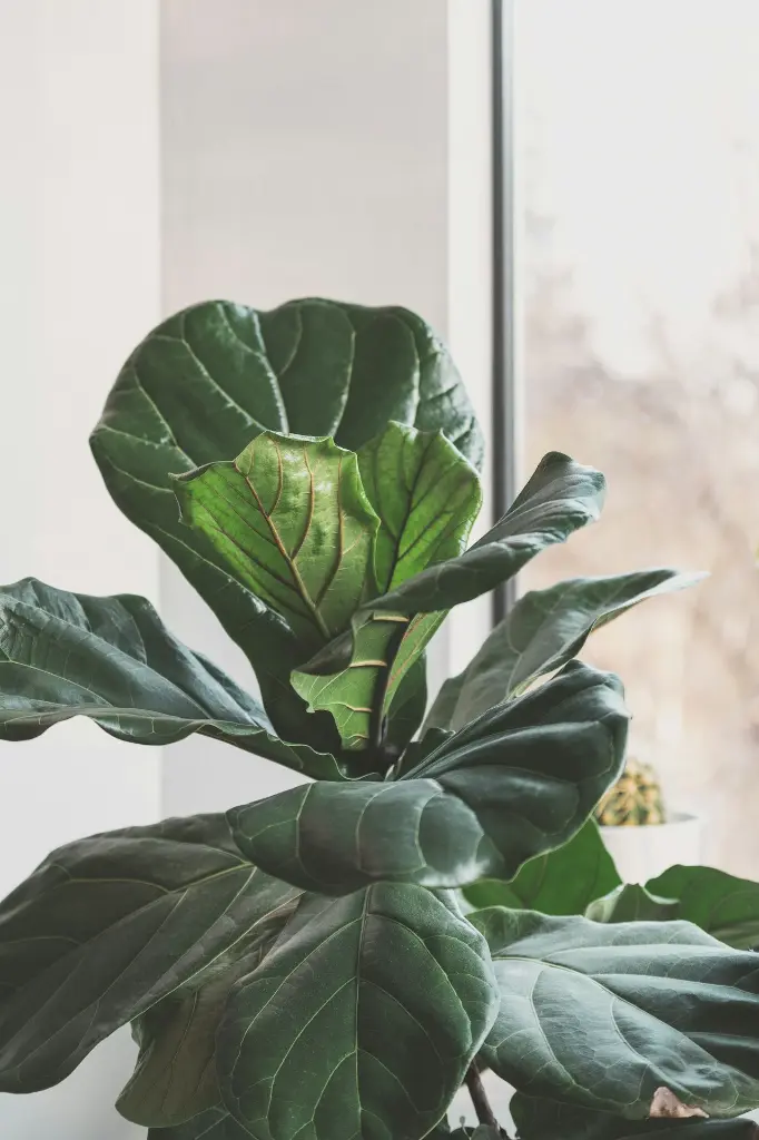 unsplash_10XxT2inn90_fiddle leaf fig.webp