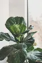 unsplash_10XxT2inn90_fiddle leaf fig.webp