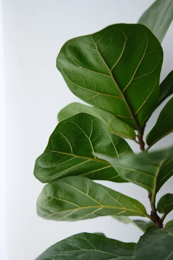 unsplash_LfUpLeM2BSk_fiddle leaf fig.webp.jpg