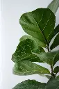 unsplash_LfUpLeM2BSk_fiddle leaf fig.webp.jpg