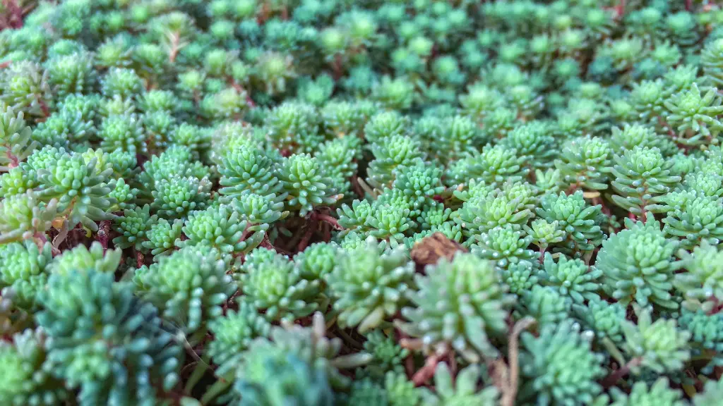 unsplash_KN1JmMKRI0g_sedum .webp.jpg
