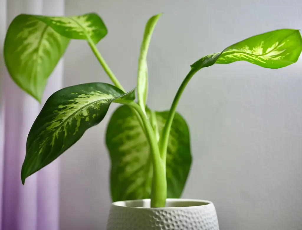 unsplash_vYDDuhoV1NQ_dumb cane.webp