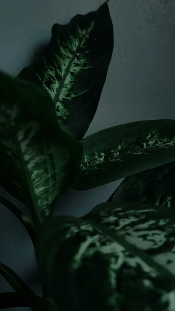 unsplash_FwlTLWCflrI_dumb cane.webp.jpg