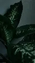 unsplash_FwlTLWCflrI_dumb cane.webp.jpg