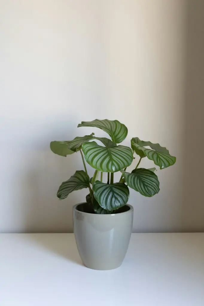 unsplash_rNjEk8d2vmQ_calathea orbifolia.webp