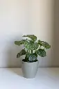 unsplash_rNjEk8d2vmQ_calathea orbifolia.webp