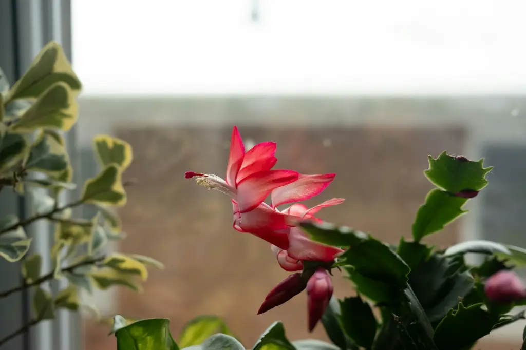unsplash_U88tT_IxVgA_christmas cactus.webp