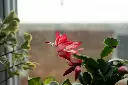 unsplash_U88tT_IxVgA_christmas cactus.webp