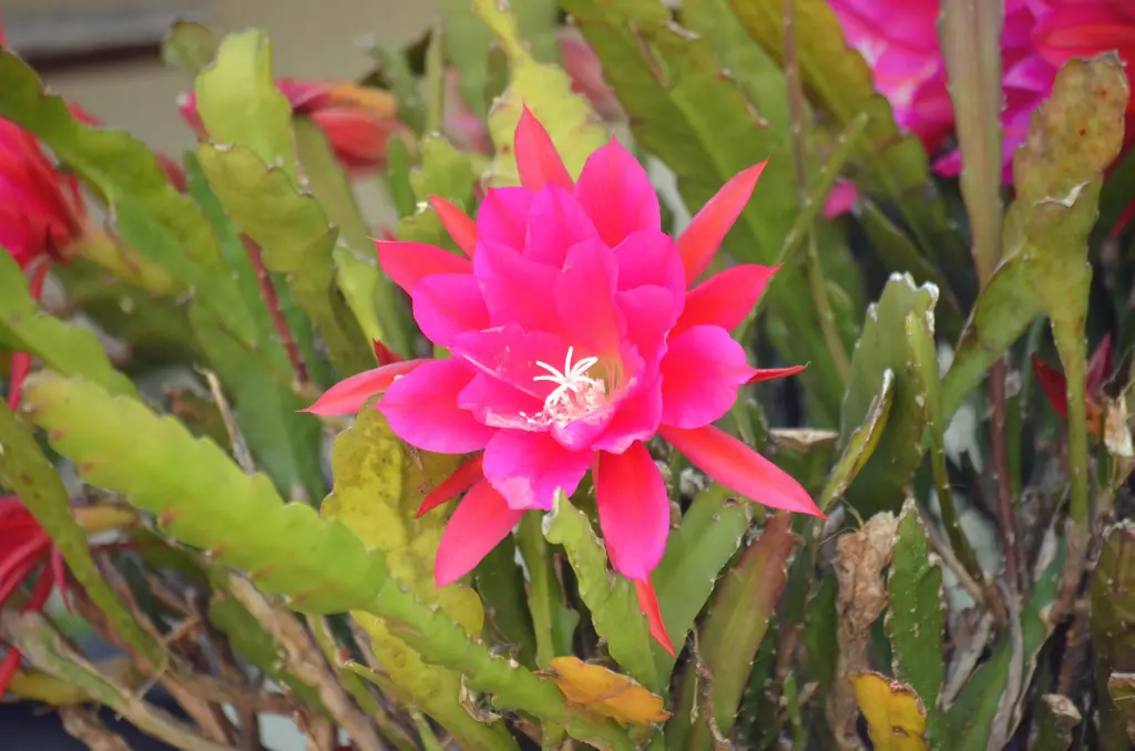unsplash_zDe8Ply89Pw_christmas cactus.webp.jpg