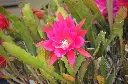 unsplash_zDe8Ply89Pw_christmas cactus.webp.jpg