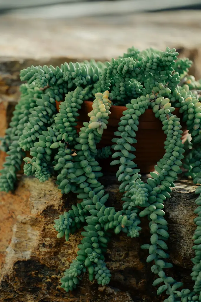 unsplash_cOPQMTpCeOA_burros tail plant.webp