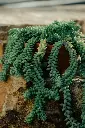 unsplash_cOPQMTpCeOA_burros tail plant.webp