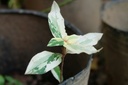 Syngonium Albo