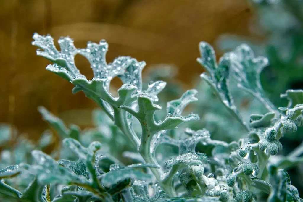 unsplash_A1KhX9NN6G8_silver wormwood plant.webp