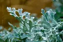 unsplash_A1KhX9NN6G8_silver wormwood plant.webp