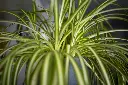 unsplash_lYA7lov0B_Q_spider plant.webp