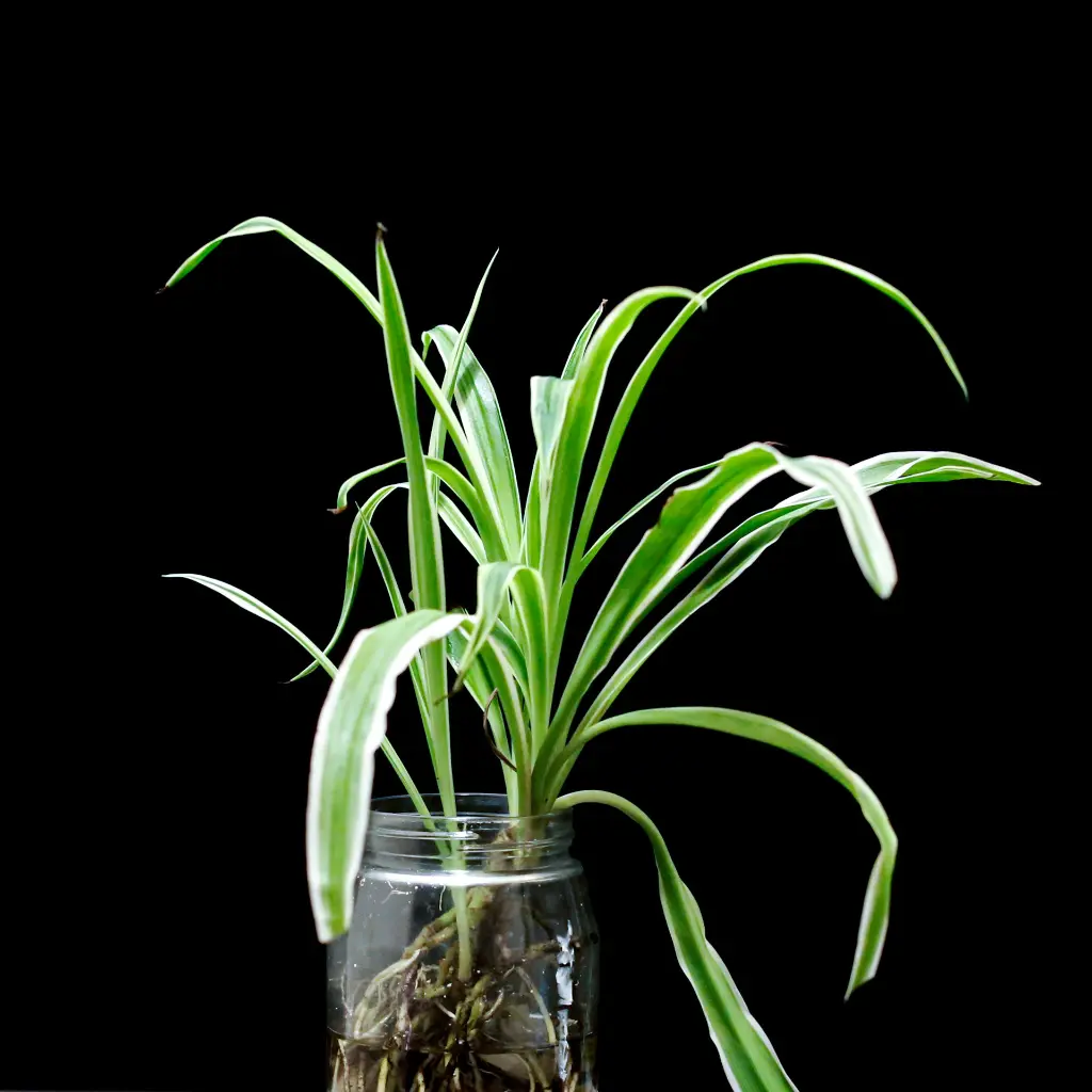 unsplash_YlaiNFIwKNc_spider plant.webp.jpg