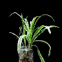 unsplash_YlaiNFIwKNc_spider plant.webp.jpg