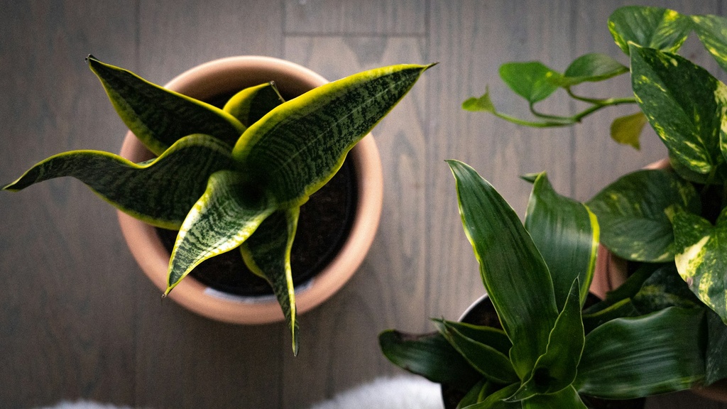 Snake Plant