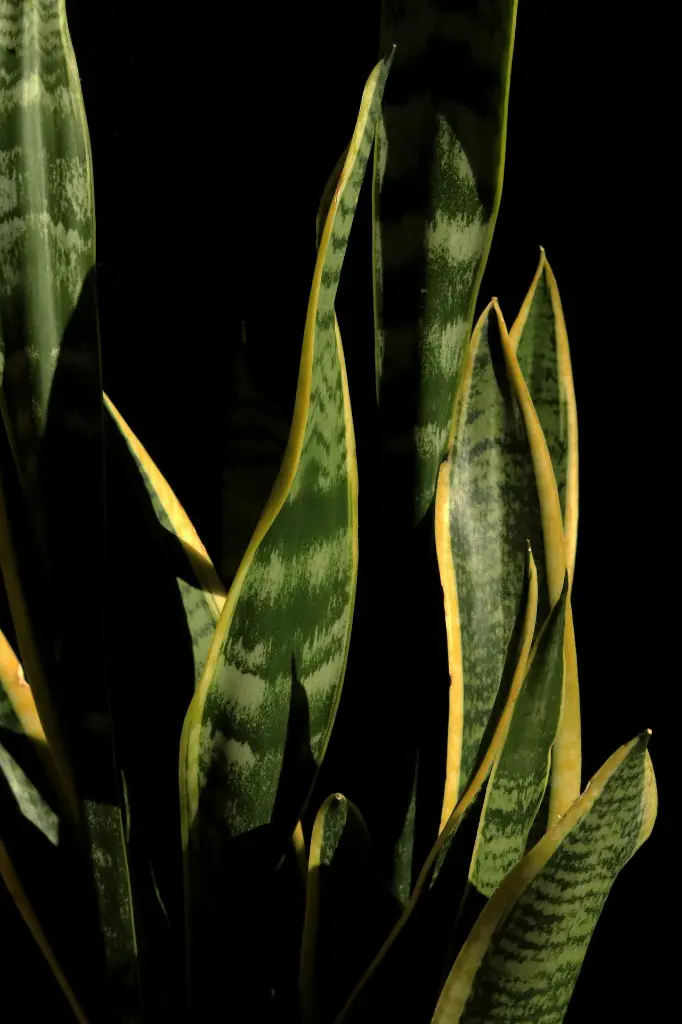 unsplash_OysGYJIW7BE_snake plant.webp.jpg