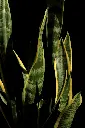 unsplash_OysGYJIW7BE_snake plant.webp.jpg