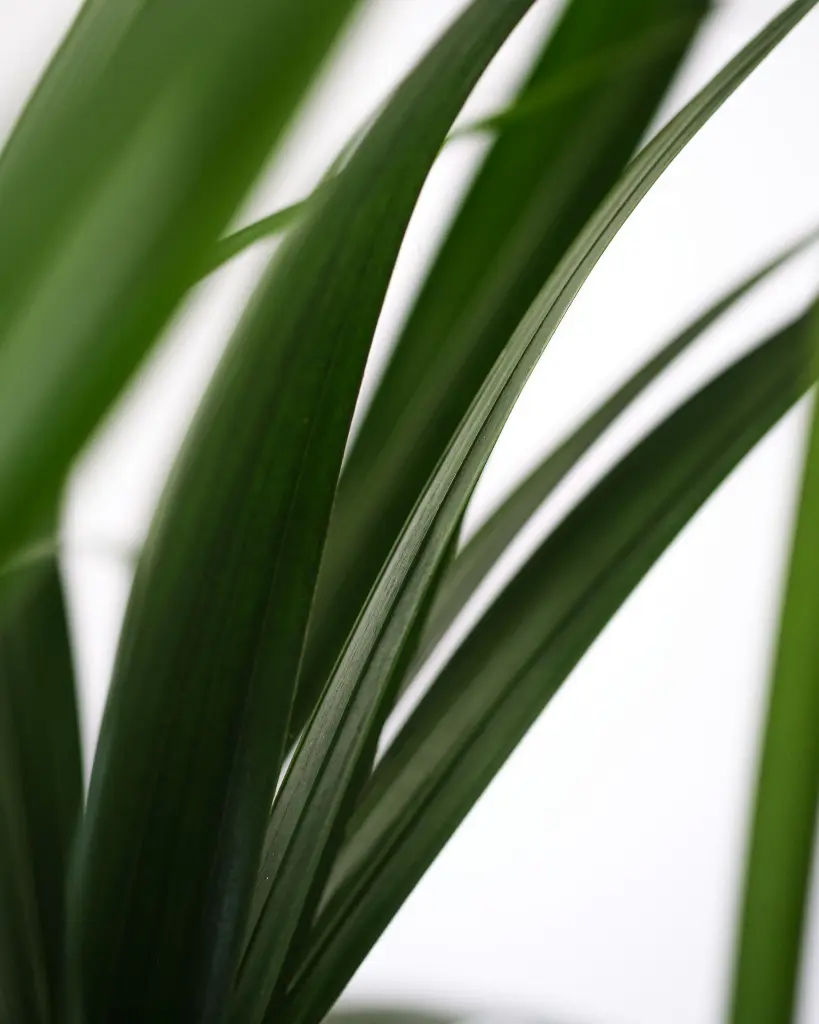 unsplash_jGCsA-oHp8c_kentia palm.webp.jpg